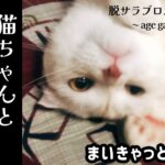 猫ちゃんと泊まれるお宿が天国すぎた。